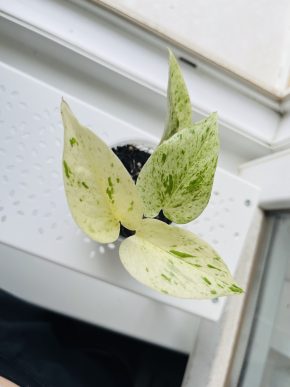 Epipremnum Marble Queen (Snow)