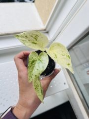 tempImageSWWjyu.jpg