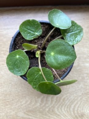 Pilea sugar