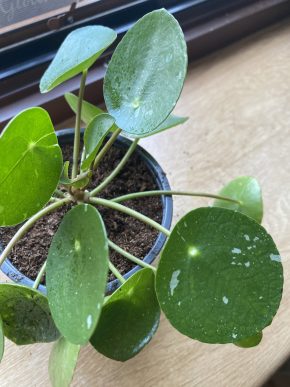 Pilea White Splash