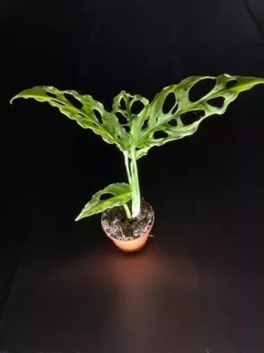 Monstera Obliqua Peru