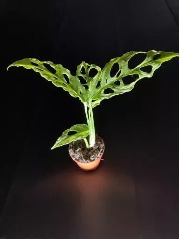 monstera-obliqua-peru.jpg