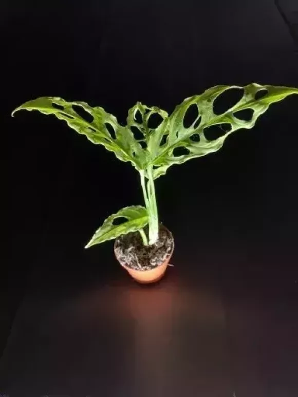 monstera-obliqua-peru.webp