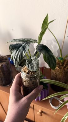 Alocasia Silver dragon