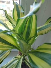 IMG_20250422_085817.jpg