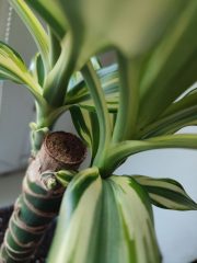 IMG_20250422_085810.jpg