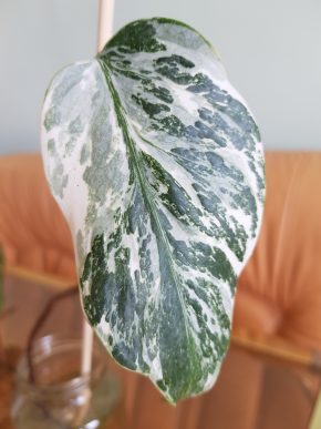 Monstera albo variegata - bohatě kořenící řízek již s aktivním růstovým bodem