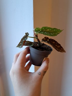 Begonia Maculata