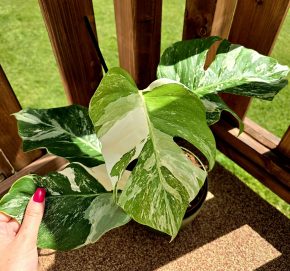Monstera Albo variegata