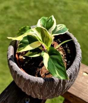 Calathea yellow miracle