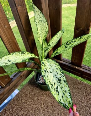 Dieffenbachia Vesuvius