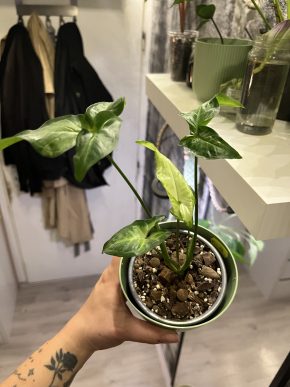 Syngonium Angustatum