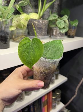 Philodendron Hederaceum green, heartleaf philodendron zakořeněný řízek Kopie