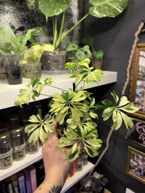 Schefflera Arboricola Gerda Kopie
