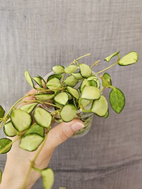 Hoya heuschkeliana variegata - řízek