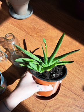 Aloe
