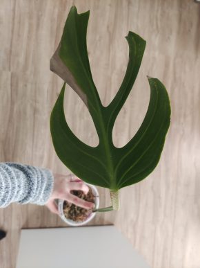 Monstera Burle Marx Flame řízek