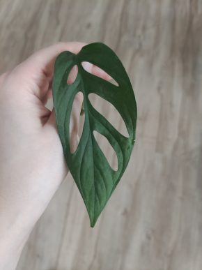 Monstera Mint Adansonia