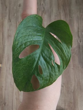 Monstera Mint Adansonia