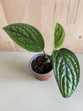 Monstera Karstenianum “Peru”