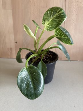 Philodendron Birkin