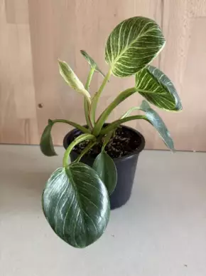 Philodendron Birkin