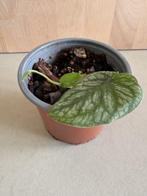 Monstera Dubia