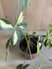 IMG_2903.jpeg