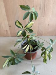 IMG_2904.jpeg