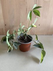 IMG_2902.jpeg