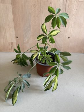 Schefflera Arboricola Kopie