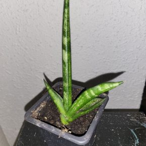 Sansevieria boncell