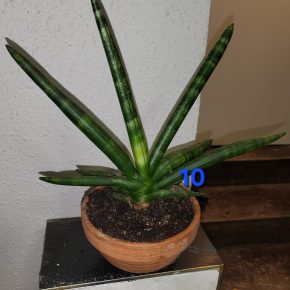 Sansevieria Cylindrica boncell
