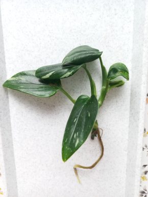 Philodendron Cobra / Monstera standleyana