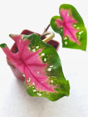 Caladium casei