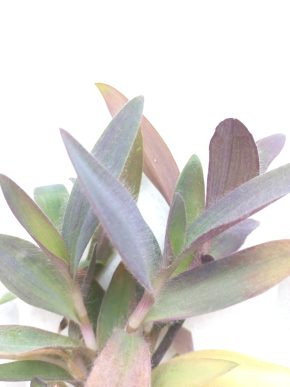 Voděnka tradescantia pallida purple heart