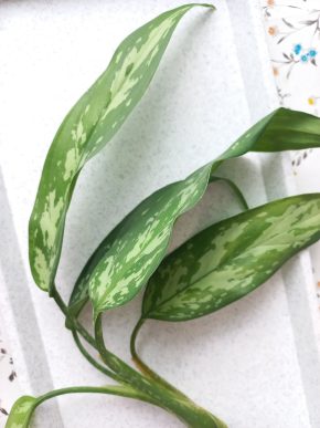 Aglaonema Maria