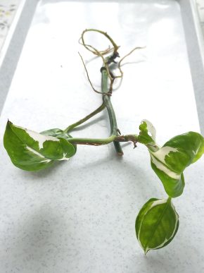 Epipremnum aureum NJoy