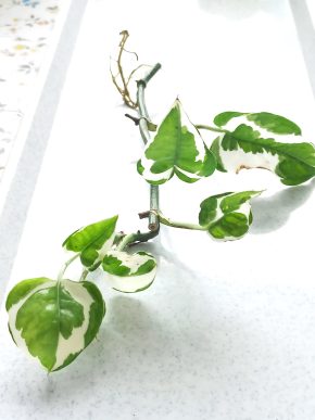 Epipremnum aureum NJoy