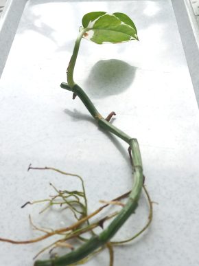 Epipremnum aureum NJoy