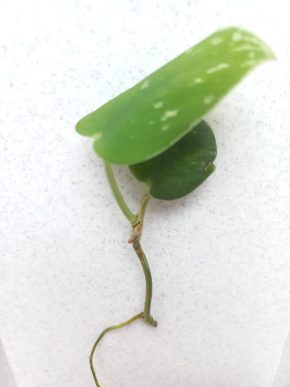 Scindapsus pistus Argyraeus