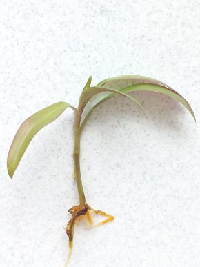 Voděnka tradescantia rhoeo