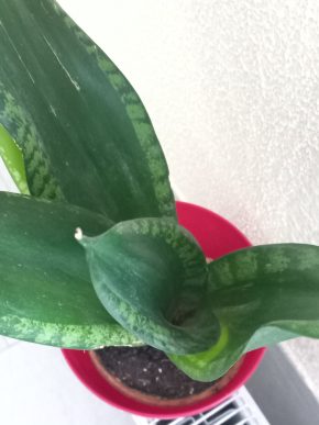 Sansevieria trifasciata Siver Flame