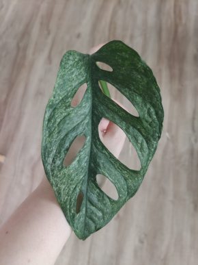 Monstera Mint Adansonia