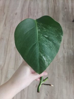 Monstera deliciosa albo variegata