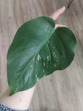 Monstera deliciosa albo variegata