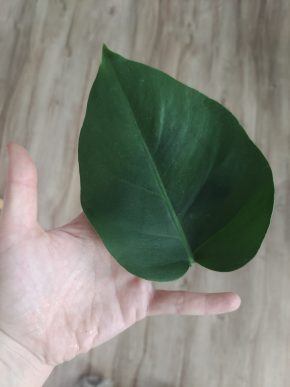Monstera deliciosa albo variegata