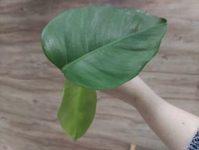 Monstera deliciosa albo variegata