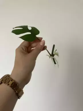 Monstera Adansonii Monkey Mask