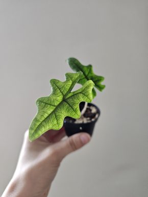 Alocasia Jacklyn